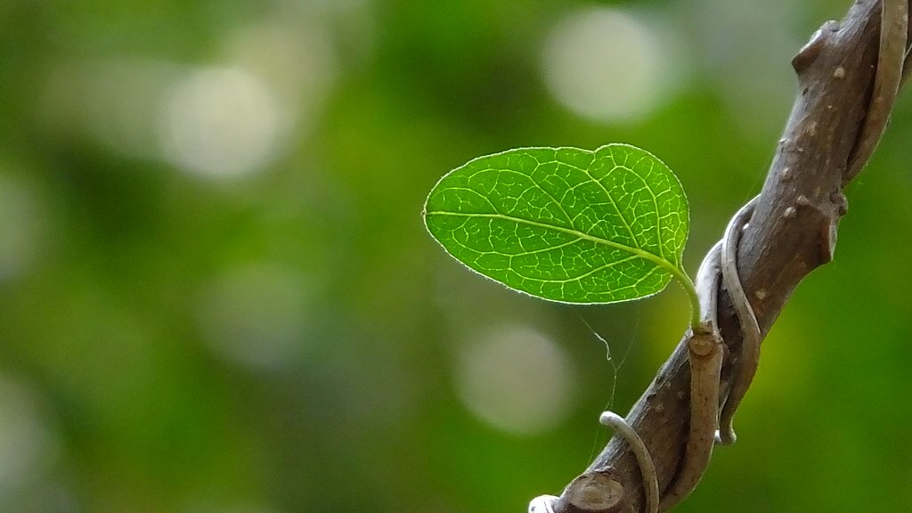 spring leaf