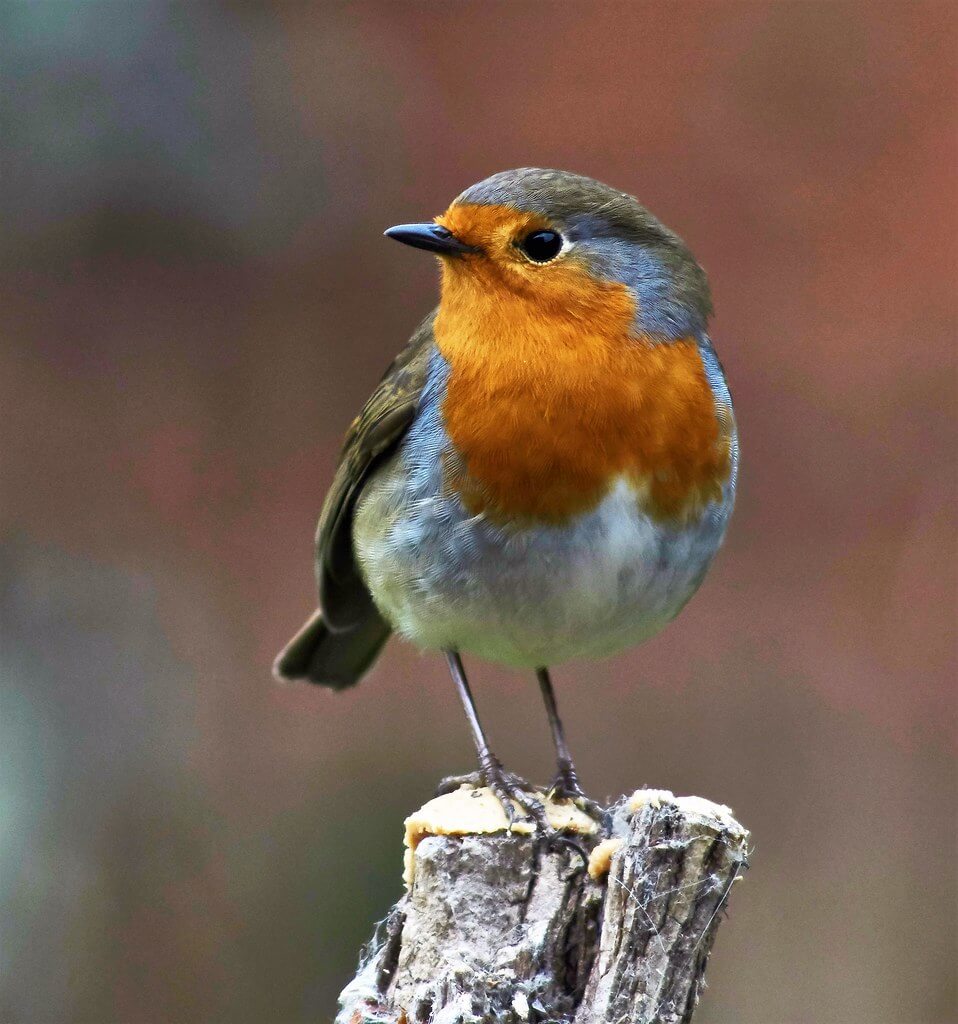 Ron Lee - robin