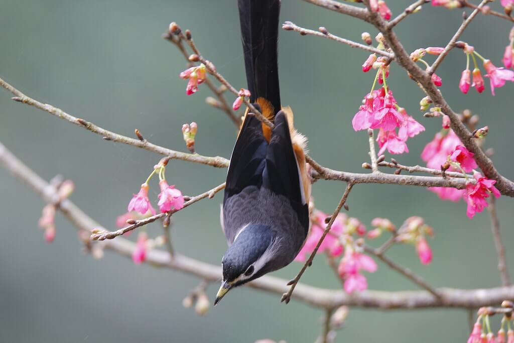 Jerry - 白耳畫眉 Heterophasia Auricularis