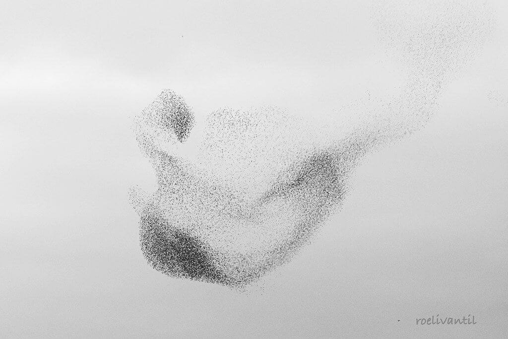 Roeli Til - <br />
spreeuwen / starlings in Friesland