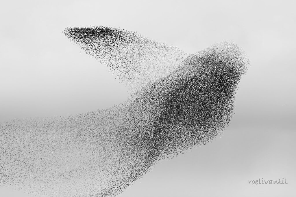 Roeli Til - <br />
spreeuwen / starlings in Friesland
