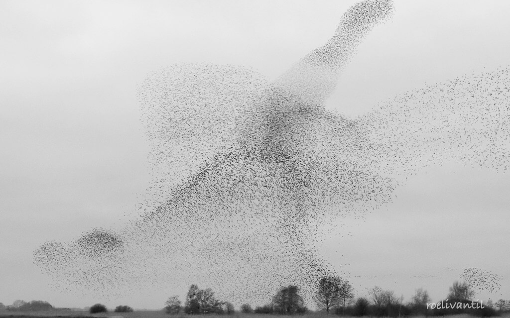 Roeli Til - <br />
spreeuwen / starlings in Friesland