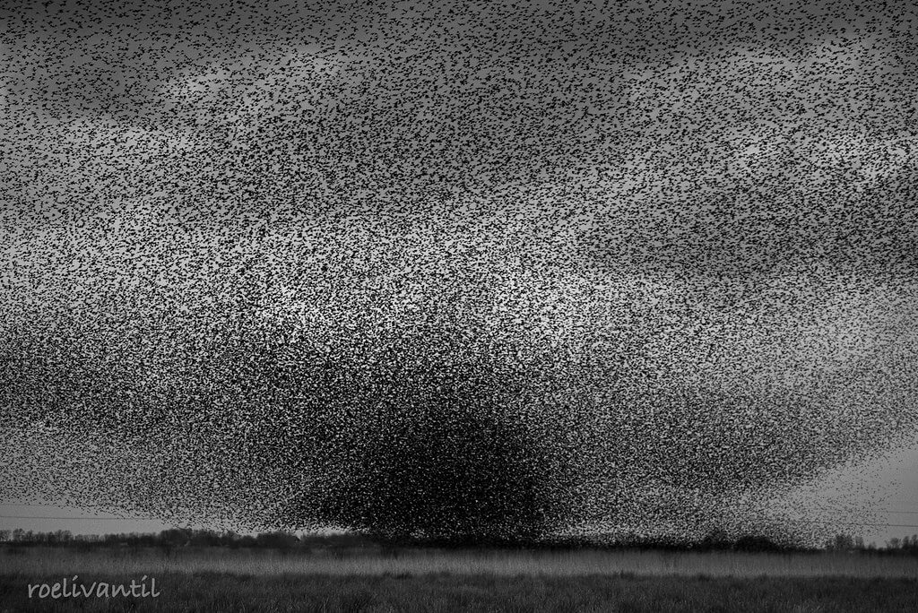 Roeli Til - <br />
spreeuwen / starlings in Friesland