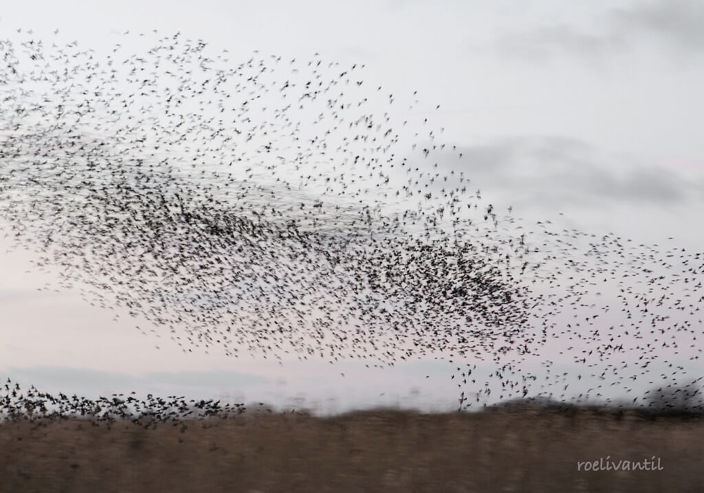 Roeli Til - <br />
spreeuwen / starlings in Friesland