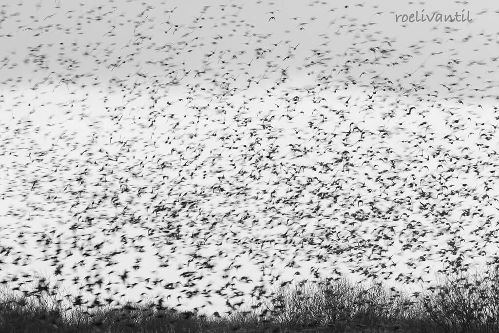 Roeli Til - <br />
spreeuwen / starlings in Friesland