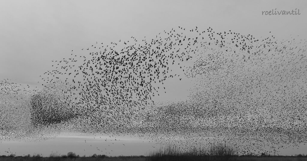 Roeli Til - <br />
spreeuwen / starlings in Friesland