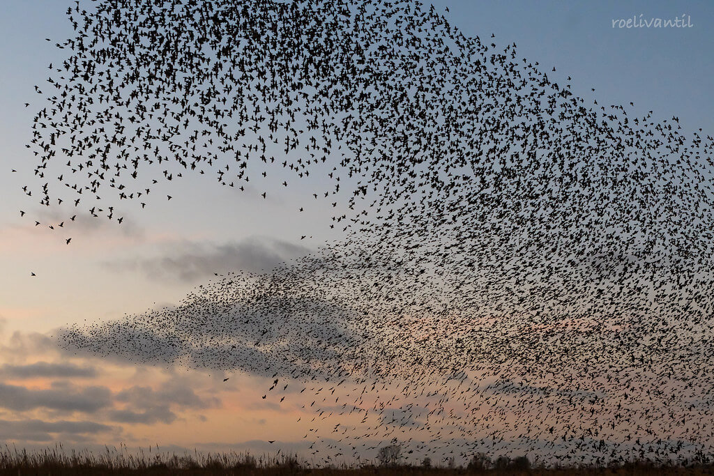 Roeli Til - <br />
spreeuwen / starlings in Friesland