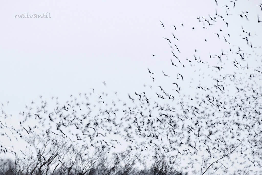 Roeli Til - <br />
spreeuwen / starlings in Friesland