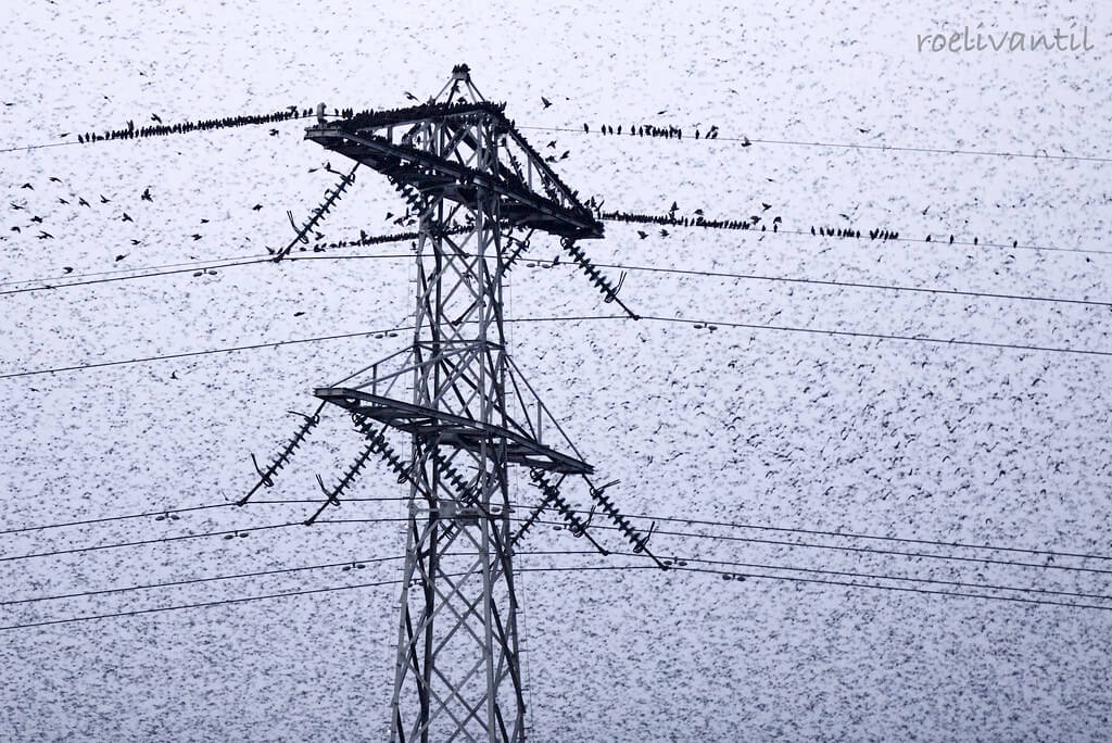 Roeli Til - <br />
spreeuwen / starlings in Friesland