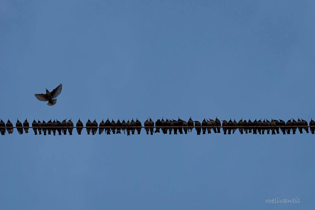 Roeli Til - <br />
spreeuwen / starlings in Friesland