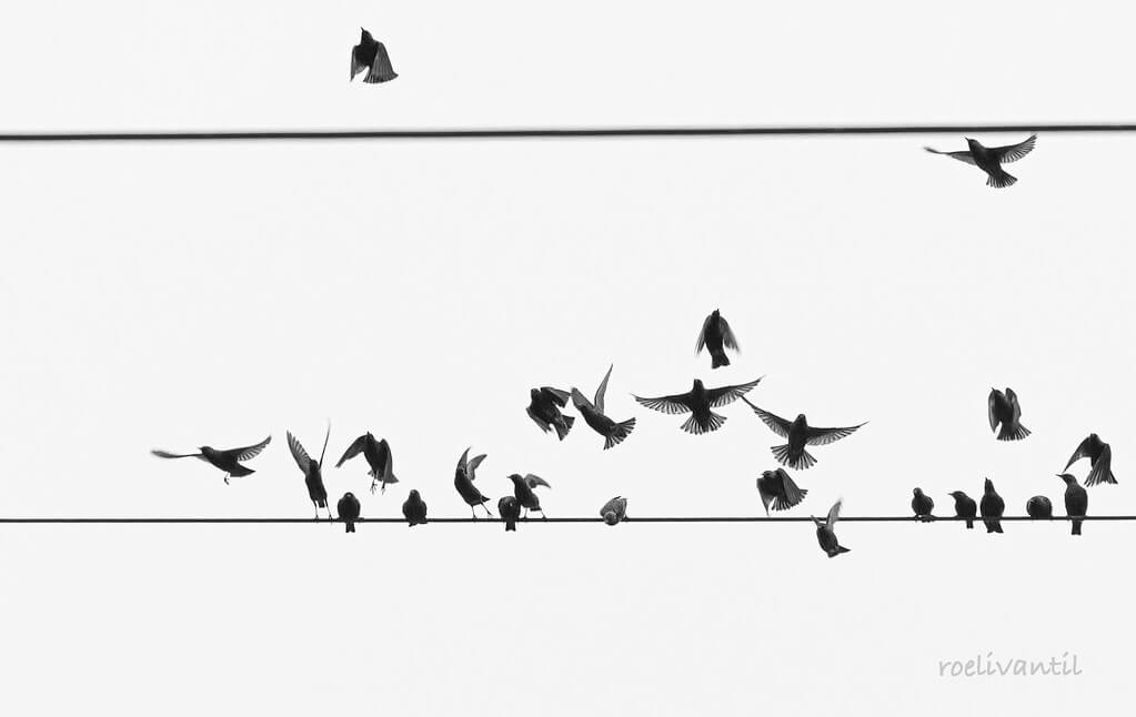 Roeli Til - <br />
spreeuwen / starlings in Friesland