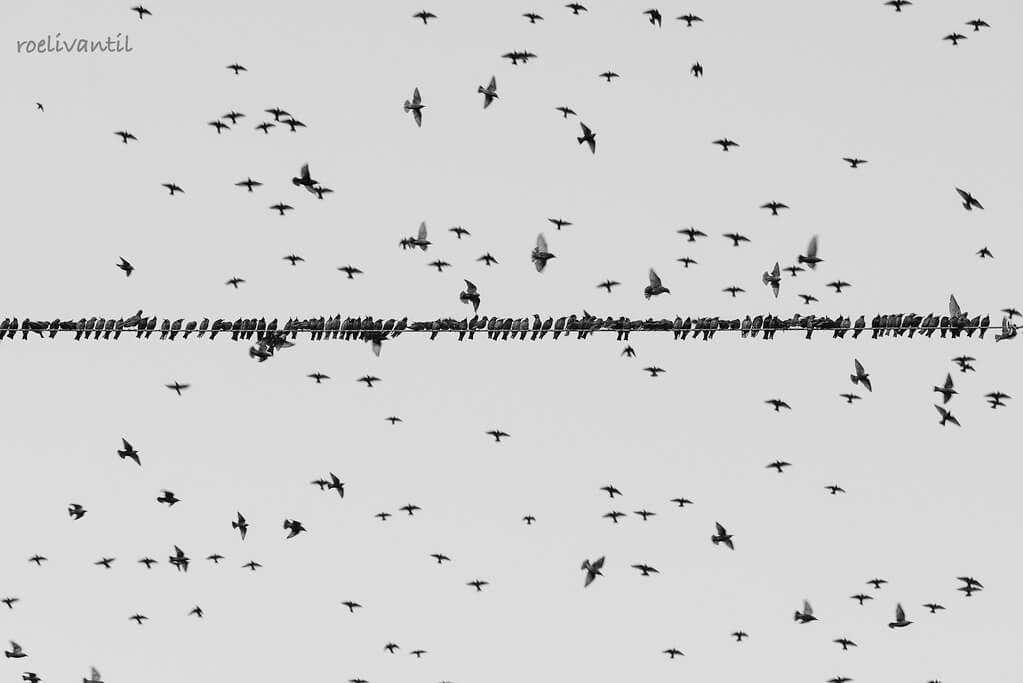 Roeli Til - <br />
spreeuwen / starlings in Friesland