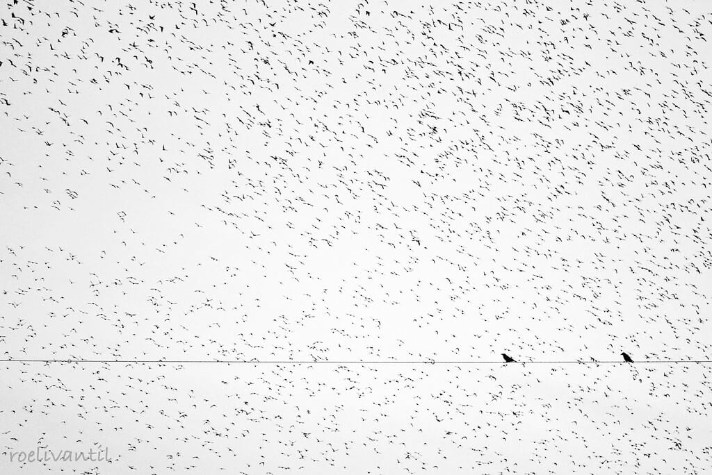 Roeli Til - <br />
spreeuwen / starlings in Friesland
