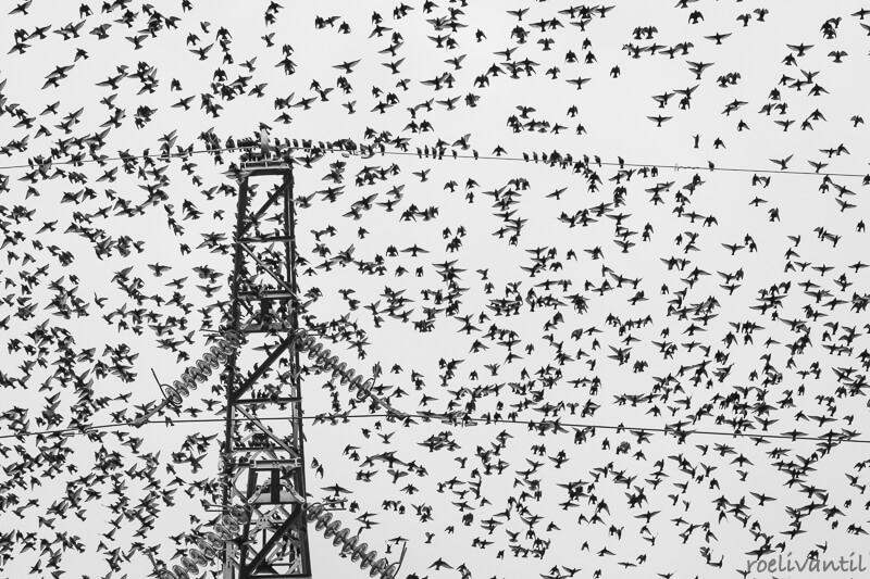 Roeli Til - <br />
spreeuwen / starlings in Friesland