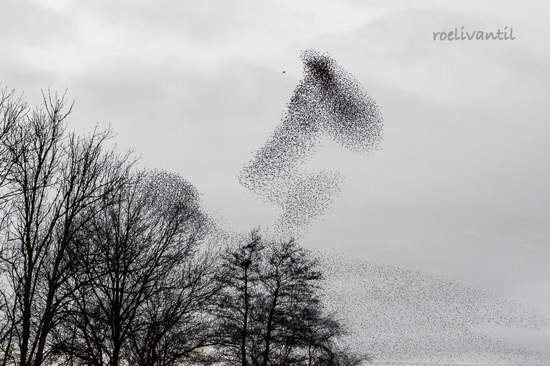 Roeli Til - <br />
spreeuwen / starlings in Friesland