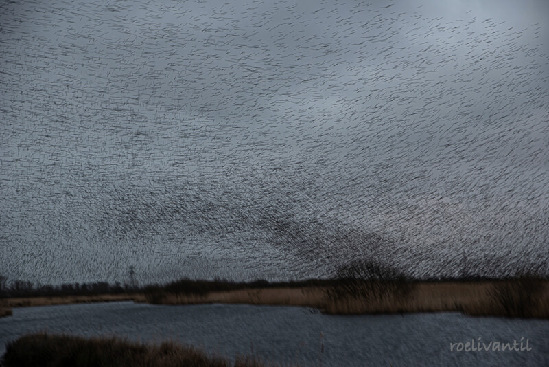 Roeli Til - <br />
spreeuwen / starlings in Friesland