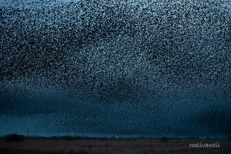 Roeli Til - <br />
spreeuwen / starlings in Friesland