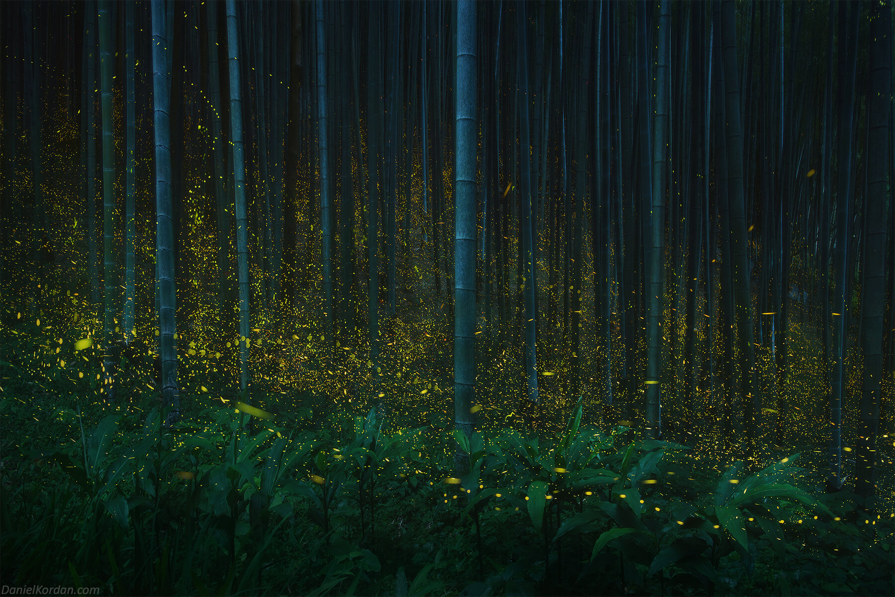 Bamboo forest in Japan
