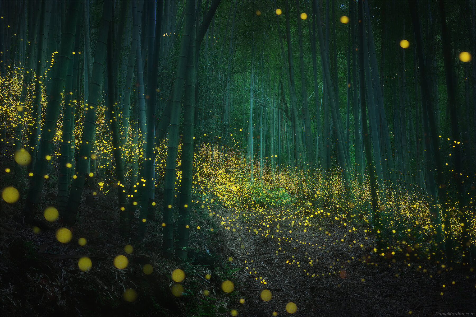path in forest with fireflies